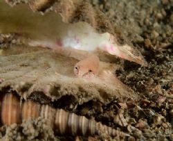 Tiny cling fish in a scallop shell.
S2 Pro, 60mm. by Derek Haslam 